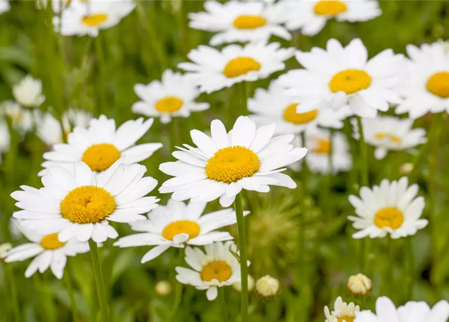 Leucanthemum x superbum