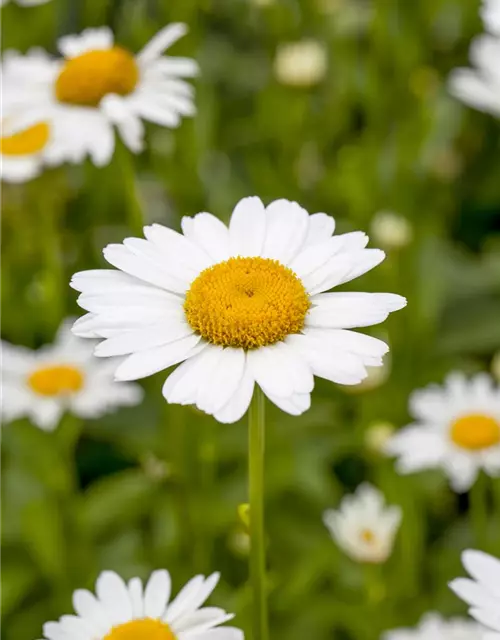 Leucanthemum x superbum