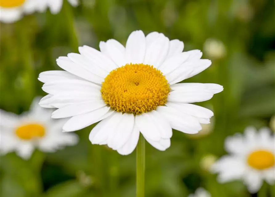 Leucanthemum x superbum