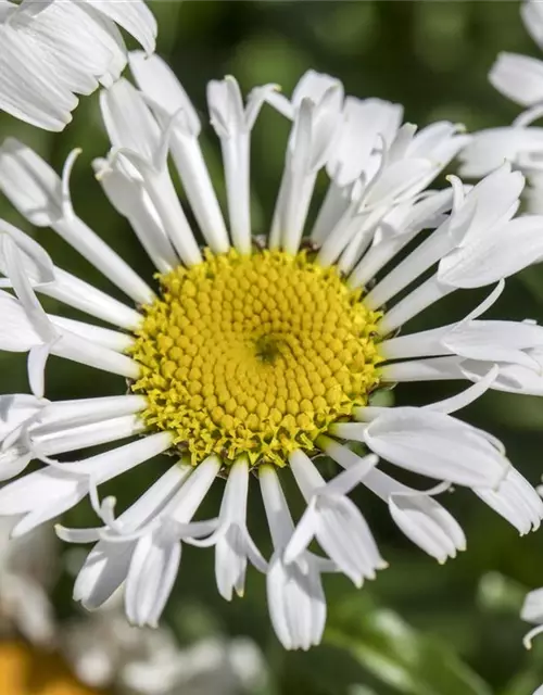 Leucanthemum x superbum