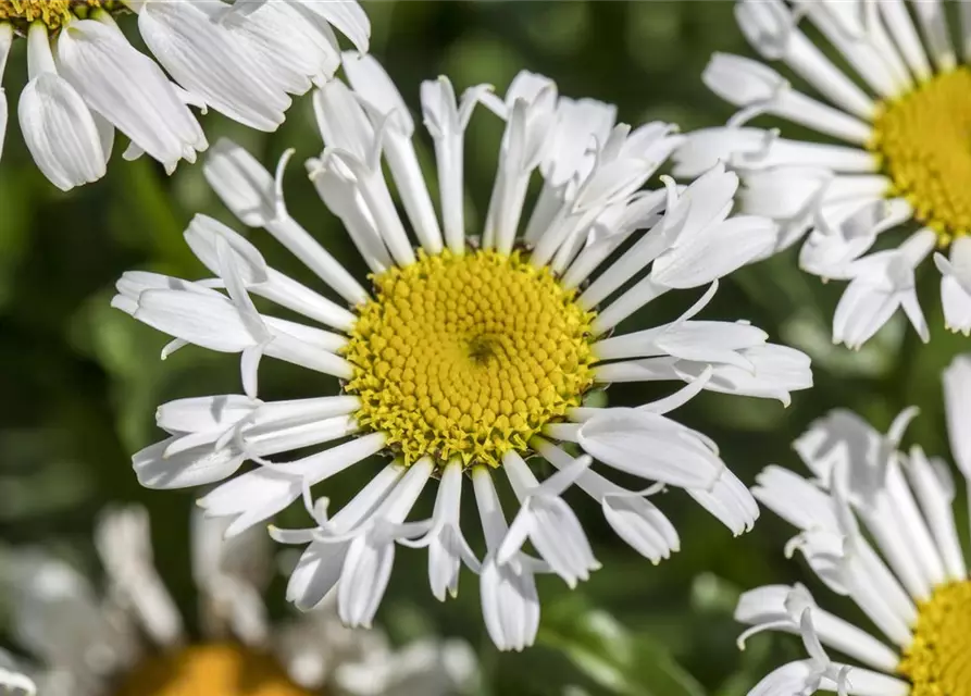 Leucanthemum x superbum