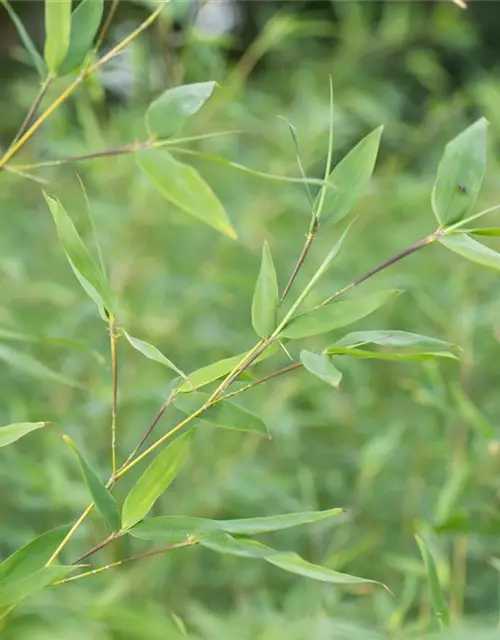 Fargesia murielae 'Jumbo'