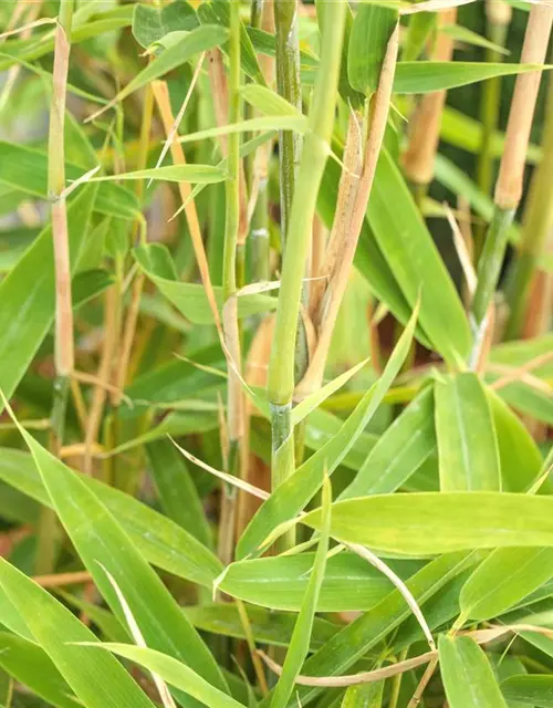 Fargesia murielae 'Jumbo'