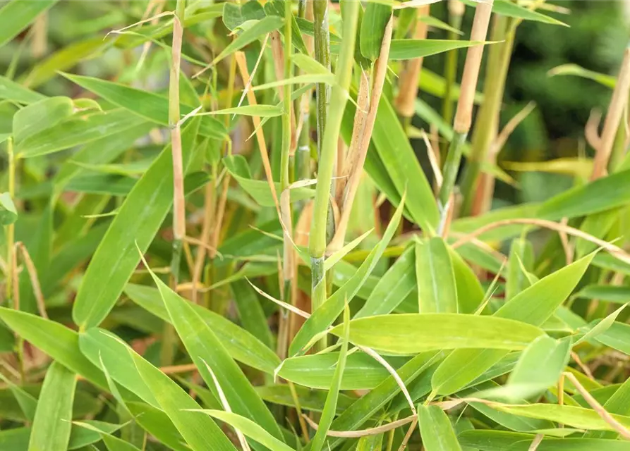 Fargesia murielae 'Jumbo'