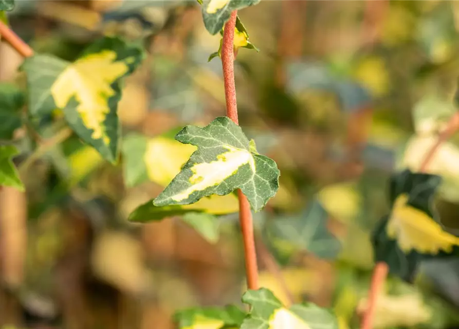 Hedera helix 'Goldheart'