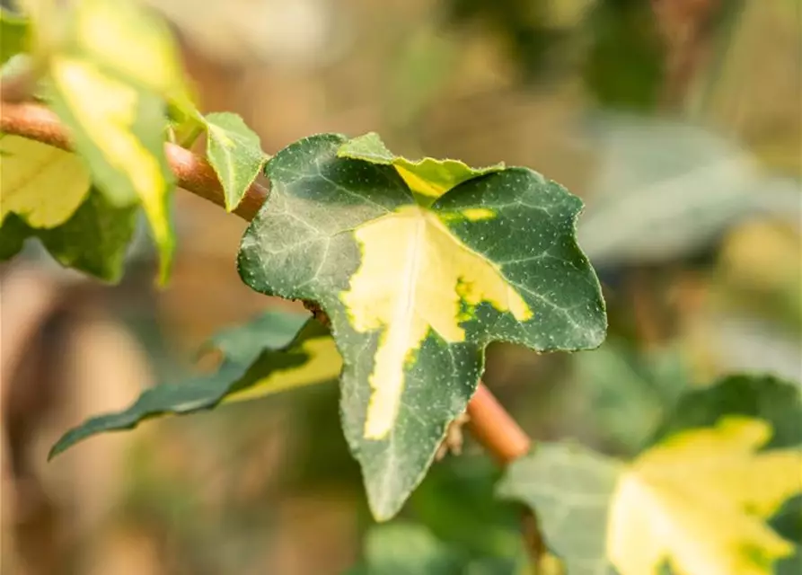 Hedera helix 'Goldheart'