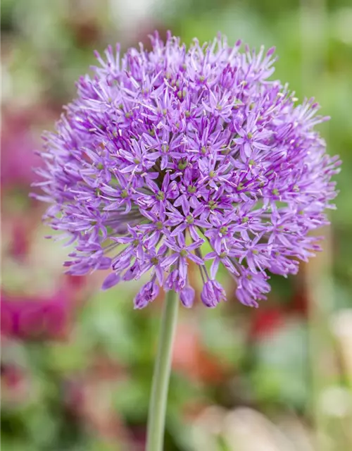 Zierlauch 'Purple Rain' (Allium)