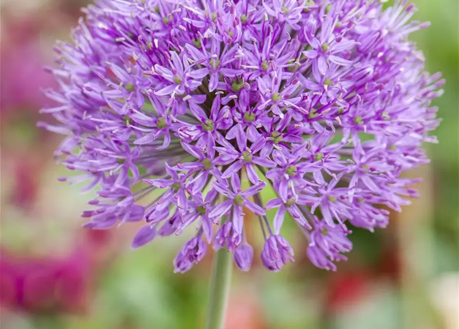 Zierlauch 'Purple Rain' (Allium)