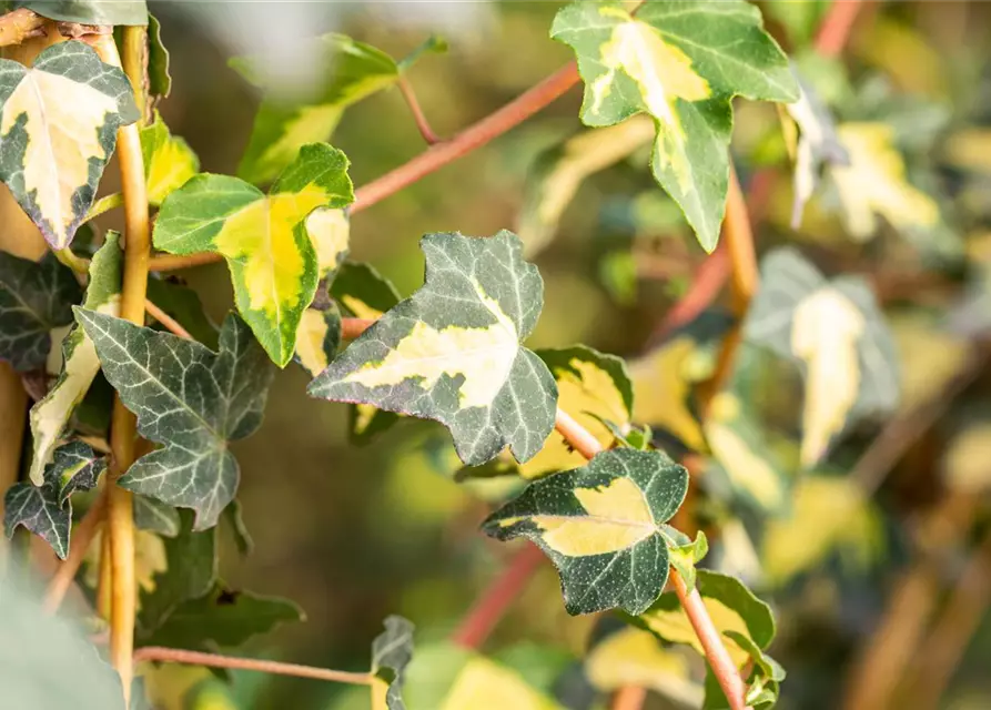 Hedera helix 'Goldheart'