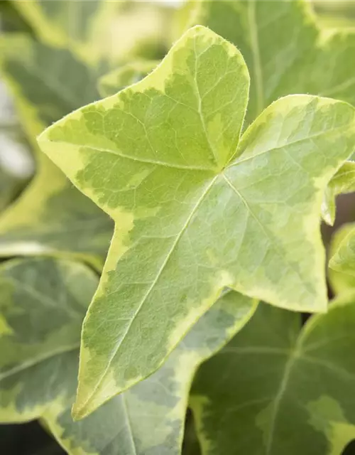 Hedera helix, gelb-grün