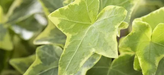 Hedera helix, gelb-grün