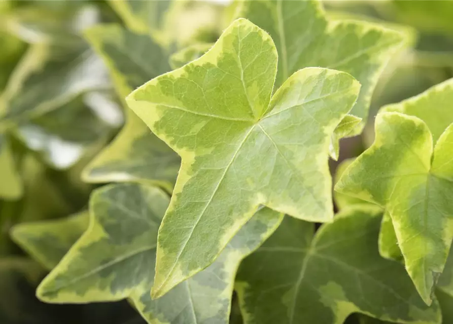 Hedera helix, gelb-grün