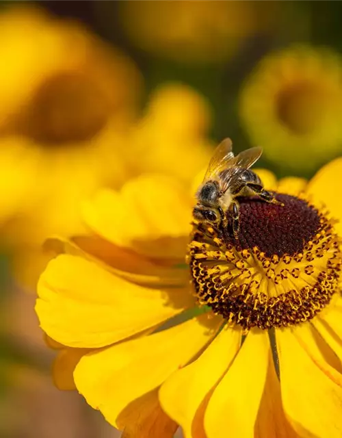 Helenium