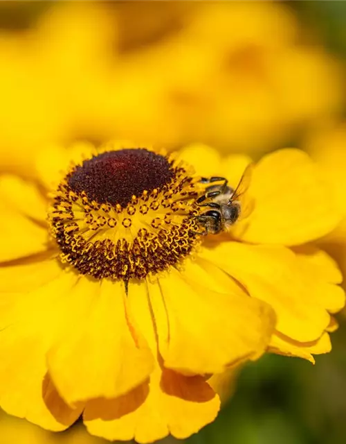 Helenium