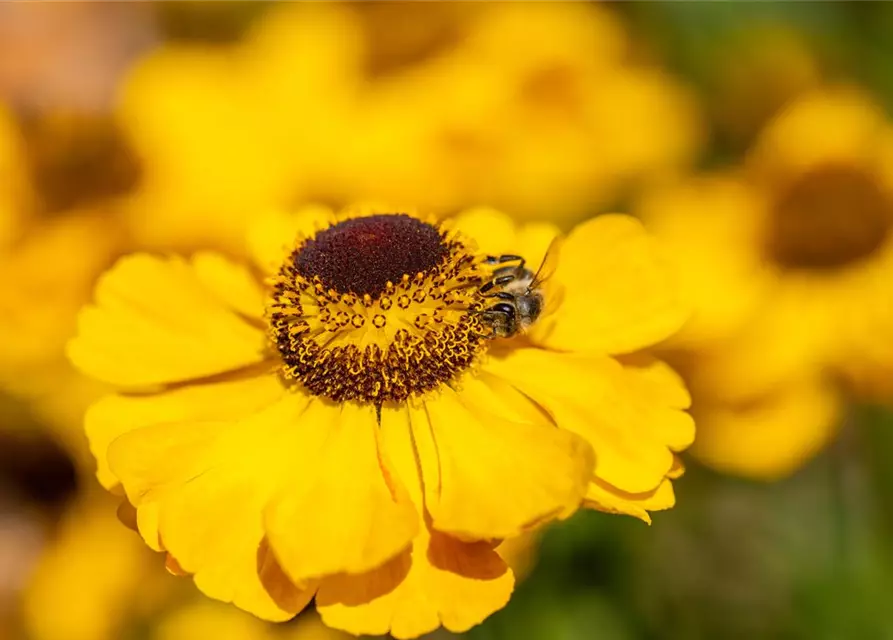 Helenium