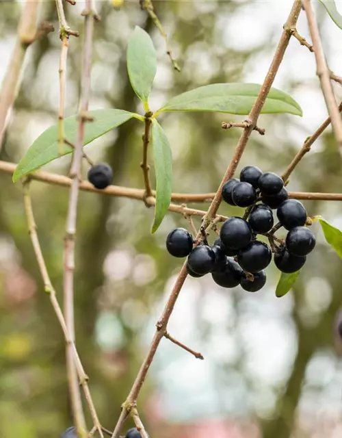 Ligustrum vulgare