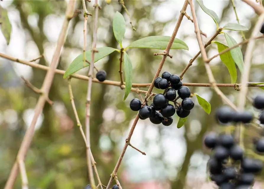 Ligustrum vulgare