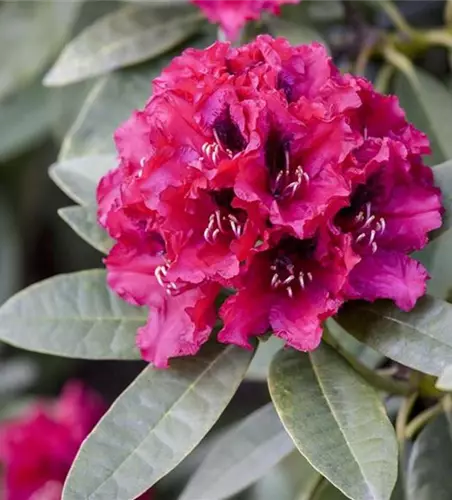 INKARHO® Rhododendron