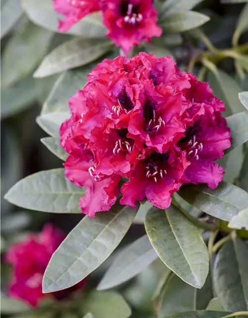 INKARHO® Rhododendron