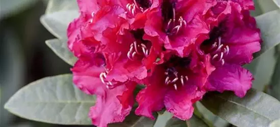 INKARHO® Rhododendron