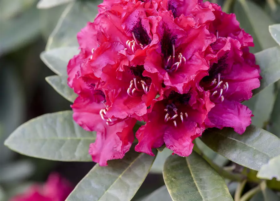 INKARHO® Rhododendron