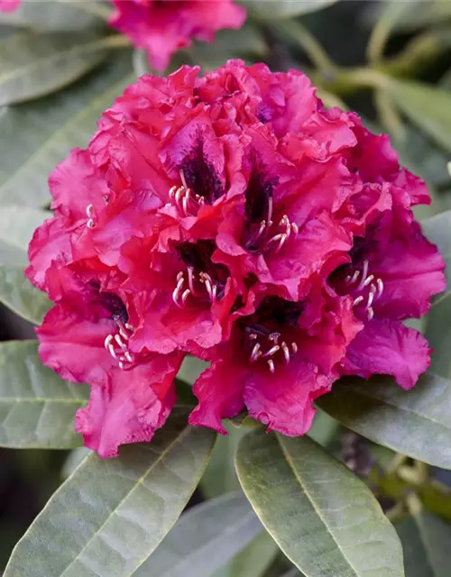 INKARHO® Rhododendron