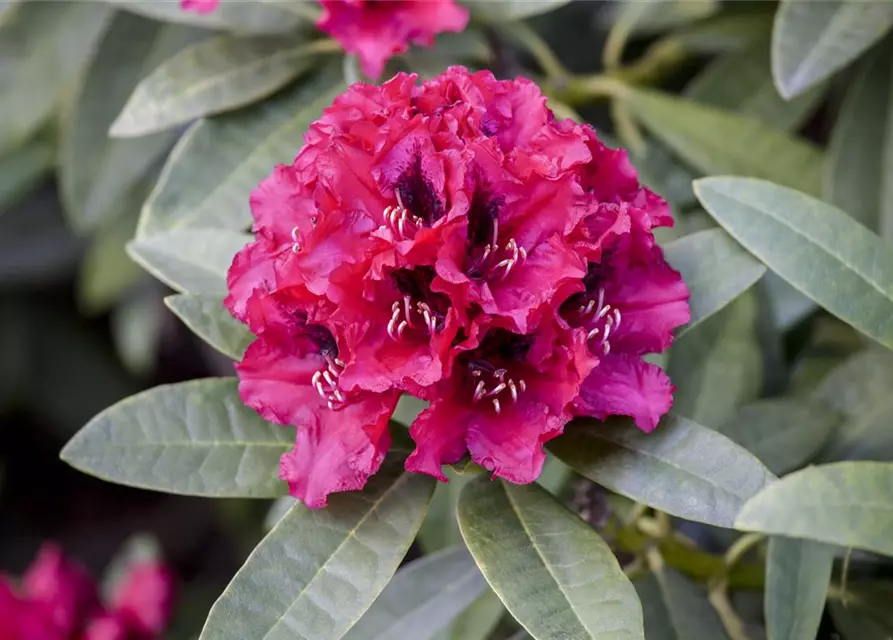 INKARHO® Rhododendron