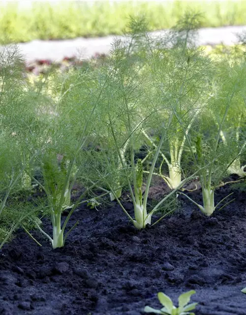 Foeniculum vulgare var. azoricum