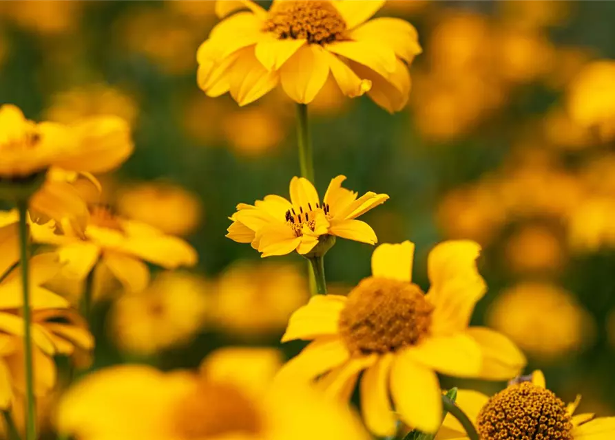 Heliopsis helianthoides