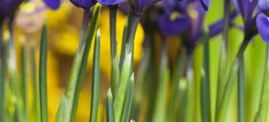 Iris reticulata