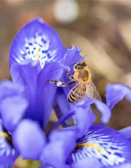 Iris reticulata