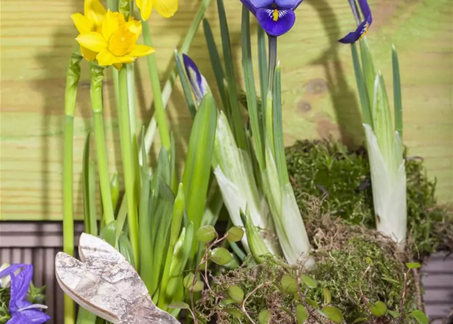 Iris reticulata