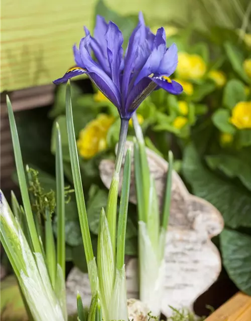 Iris reticulata