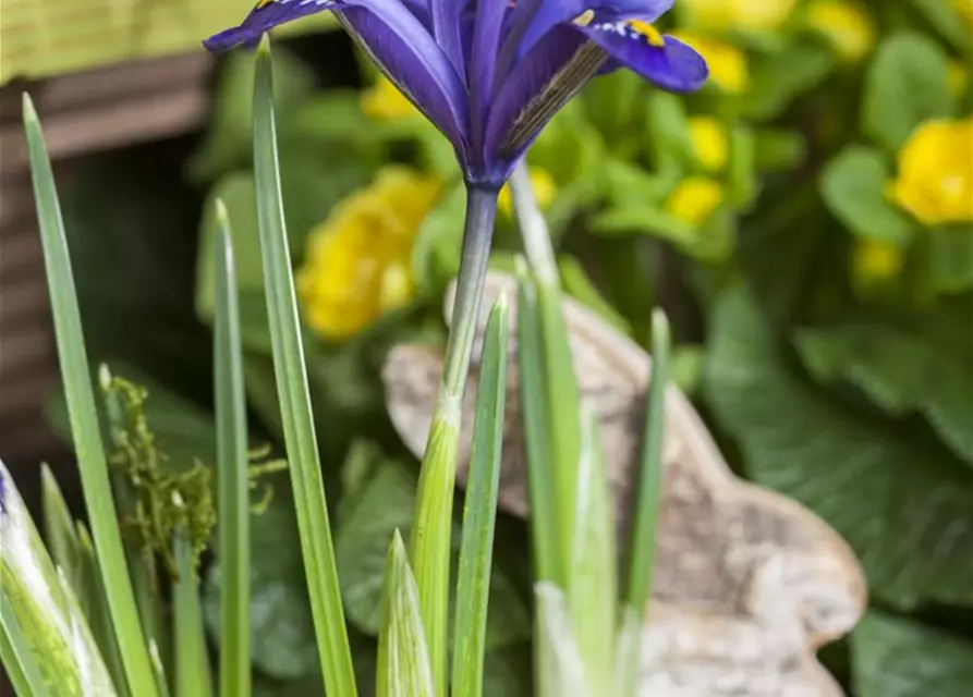 Iris reticulata