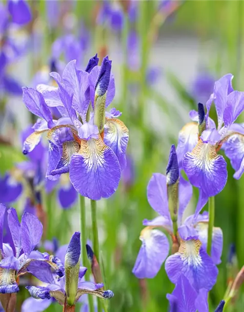 Iris sibirica