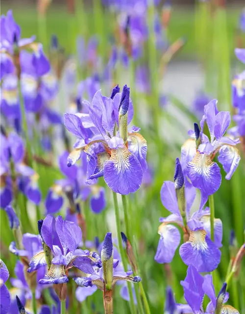 Iris sibirica