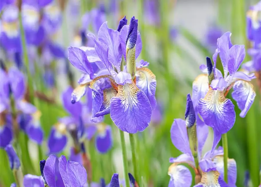 Iris sibirica