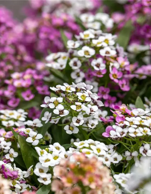 Lobularia maritima