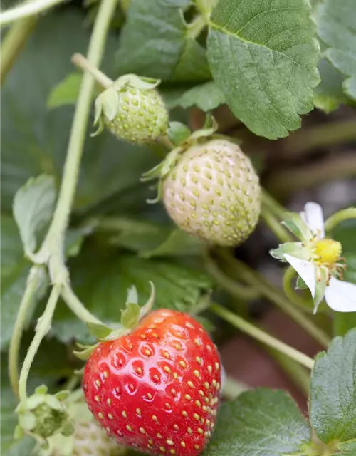 Fragaria x ananassa