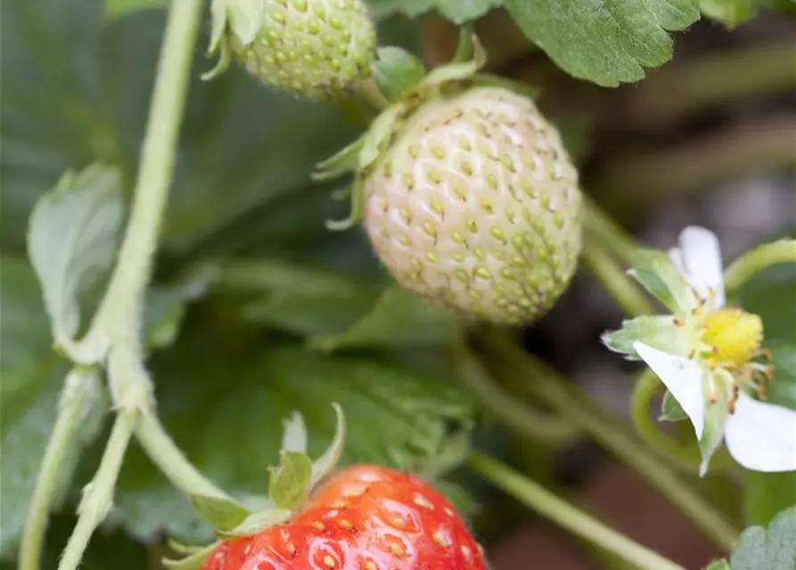 Fragaria x ananassa