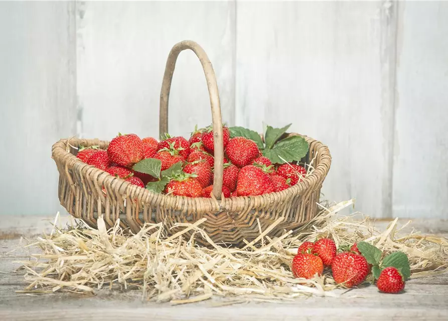 Fragaria x ananassa