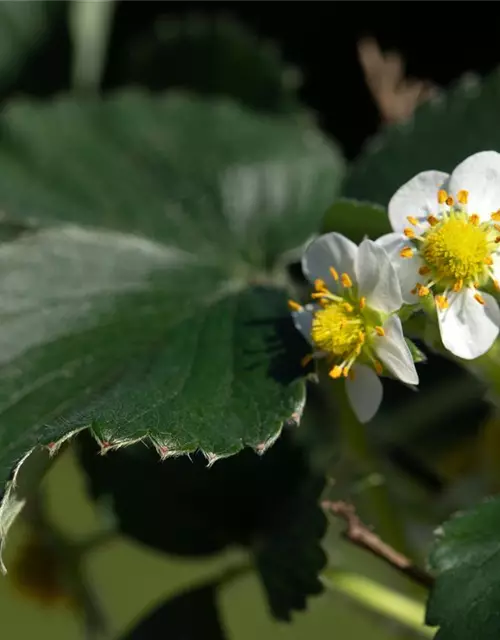 Fragaria x ananassa 'Elan'