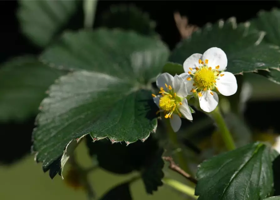 Fragaria x ananassa 'Elan'