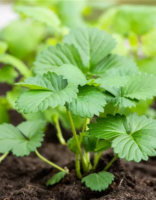 Fragaria x ananassa 'Elan'