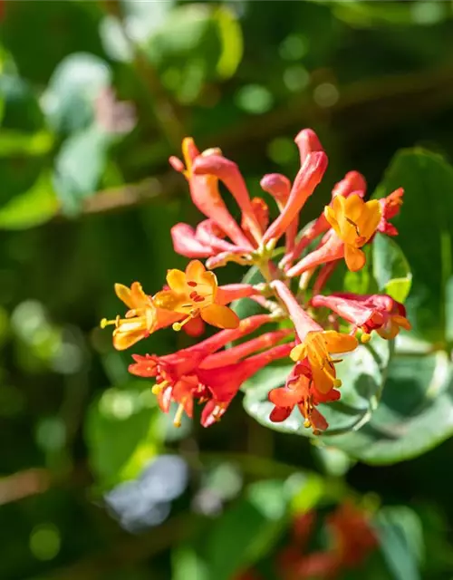 Lonicera x brownii 'Dropmore Scarlet'