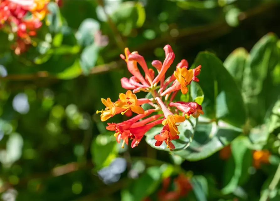 Lonicera x brownii 'Dropmore Scarlet'