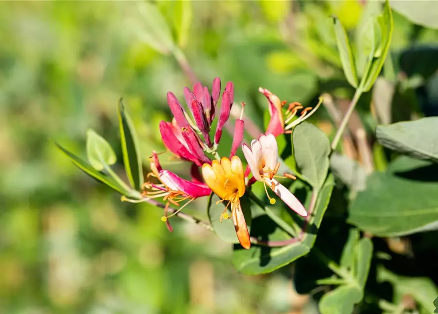 Lonicera x brownii 'Dropmore Scarlet'