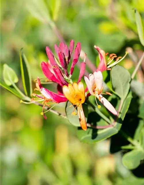 Lonicera x brownii 'Dropmore Scarlet'