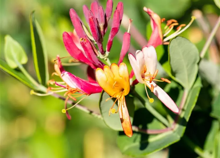 Lonicera x brownii 'Dropmore Scarlet'