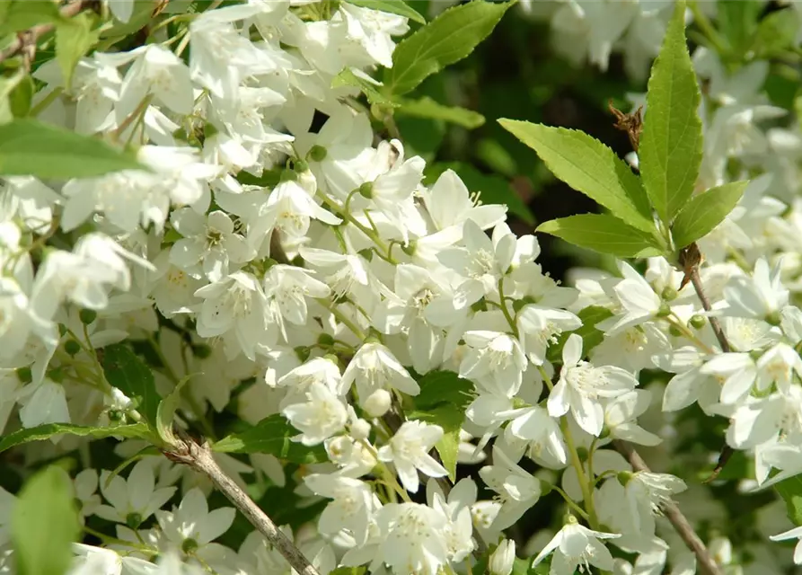 Philadelphus 'Schneesturm'